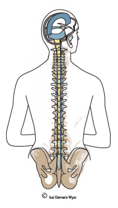 Cranio System